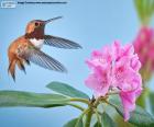 Мужской Охристый колибри приближается цветок. Они имеют длину 8 см и длинные, стройные клюв